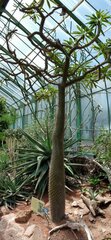 Pachypodium lamerei