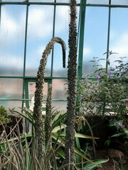 Agave horrida