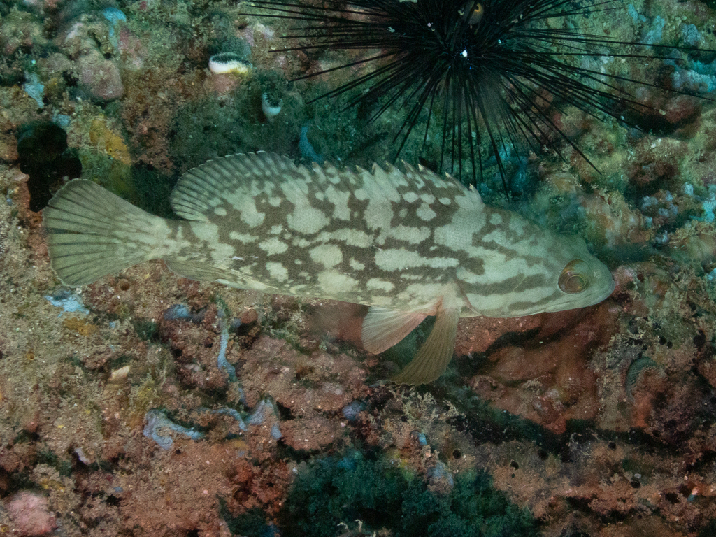 Cloudy Grouper