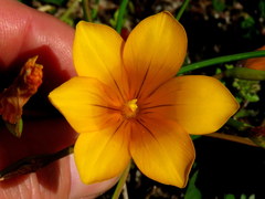 Romulea saldanhensis