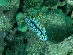 Phyllidia elegans