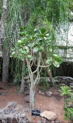 Kalanchoe arborescens