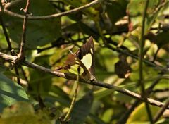 Polyura bharata