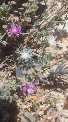 Mesembryanthemum canaliculatum
