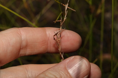 Schoenus brevifolius