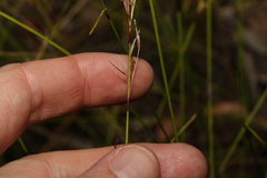 Schoenus brevifolius