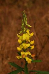 Crotalaria retusa