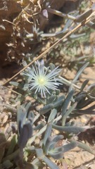 Mesembryanthemum canaliculatum
