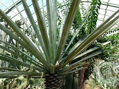 Agave fourcroydes