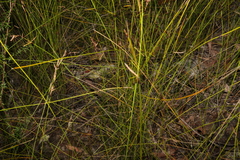 Schoenus brevifolius