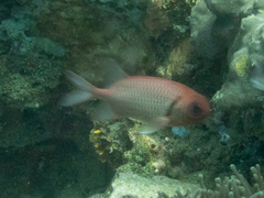 Myripristis hexagona
