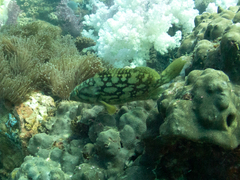 Epinephelus erythrurus