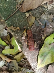 Trachypithecus obscurus