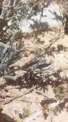 Mesembryanthemum canaliculatum