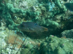 Canthigaster petersii