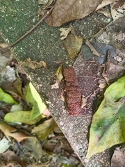 Trachypithecus obscurus