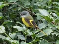 Pericrocotus solaris