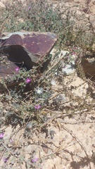 Mesembryanthemum canaliculatum