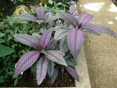 Strobilanthes auriculata