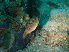 Canthigaster petersii