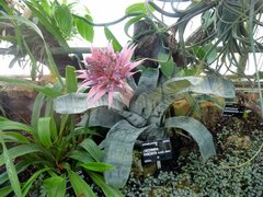 Aechmea fasciata