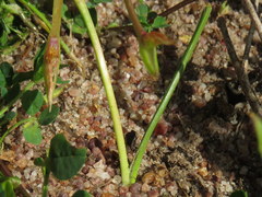 Romulea saldanhensis