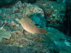 Canthigaster petersii