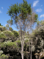 Taxandria juniperina