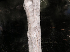 Taxandria juniperina