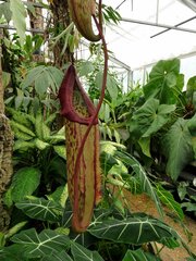 Nepenthes sanguinea