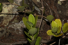 Hoya australis australis