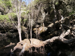 Taxandria juniperina