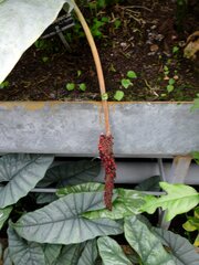 Anthurium crenatum