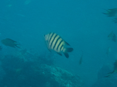 Abudefduf bengalensis
