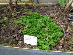 Selaginella maxima