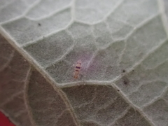 Entomobrya triangularis