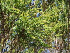 Taxandria juniperina