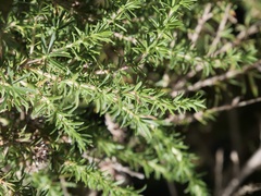 Taxandria juniperina