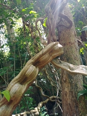 Mucuna macrocarpa