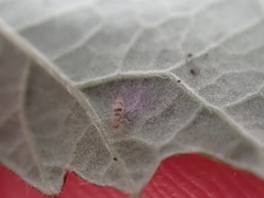 Entomobrya triangularis