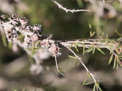 Taxandria juniperina