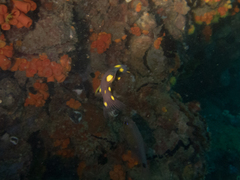 Bodianus mesothorax