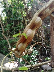 Mucuna macrocarpa