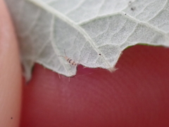 Entomobrya triangularis