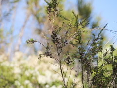 Taxandria juniperina