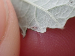 Entomobrya triangularis
