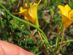Romulea saldanhensis