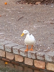 Anas platyrhynchos domesticus