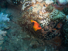 Amphiprion ephippium