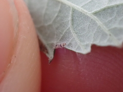 Entomobrya triangularis